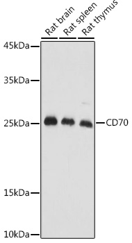 CD70 Antibody