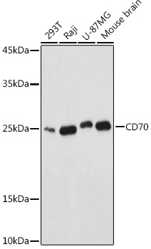 CD70 Antibody