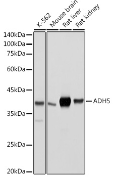 ADH5 Antibody