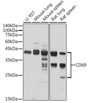 CD69 Antibody