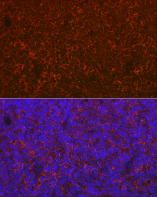 CD69 Antibody