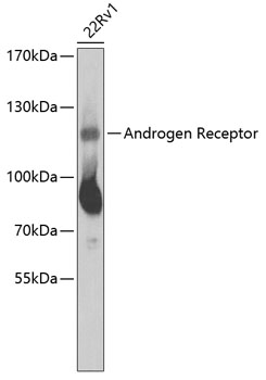 AR Antibody