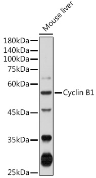 CCNB1 Antibody