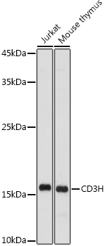 CD247 Antibody