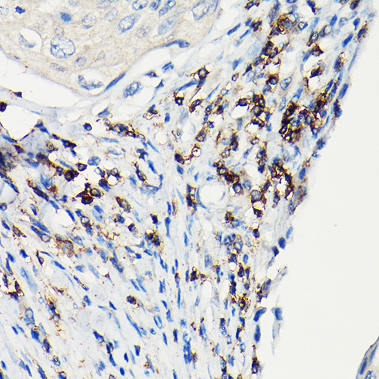 CD247 Antibody