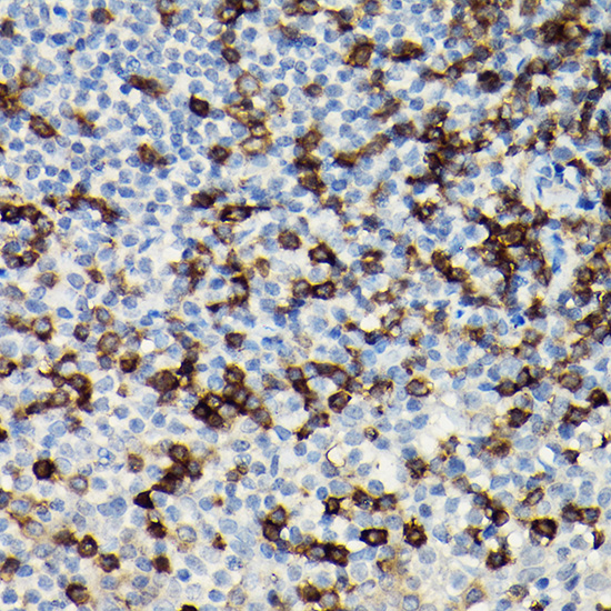 CD247 Antibody