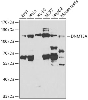 DNMT3A Antibody - SAB | Signalway Antibody