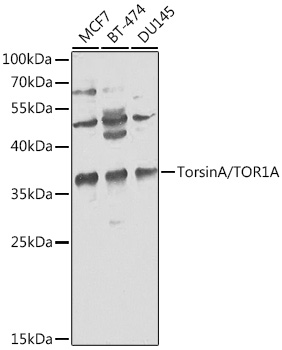 TOR1A Antibody