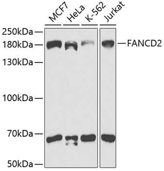 FANCD2 Antibody