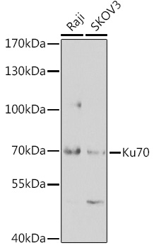 XRCC6 Antibody