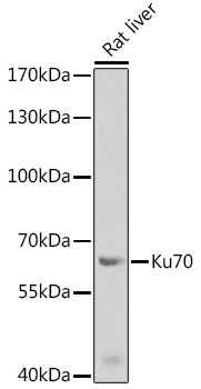 XRCC6 Antibody