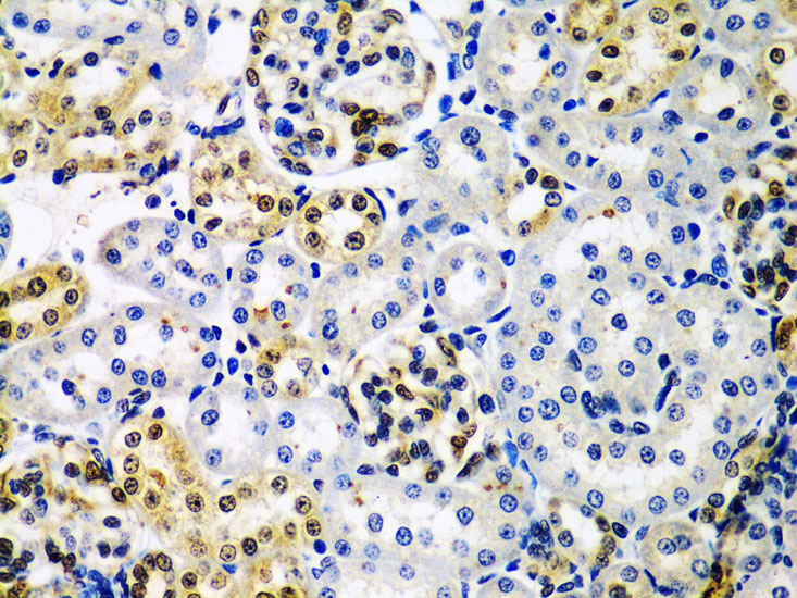 HDAC2 Antibody