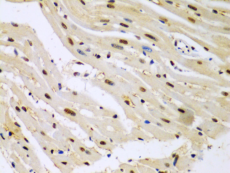 HDAC2 Antibody