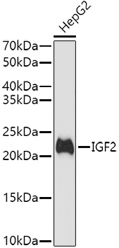 IGF2 Antibody