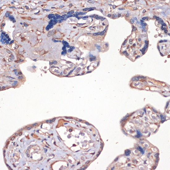 IGF2 Antibody