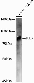 IKBKB Antibody