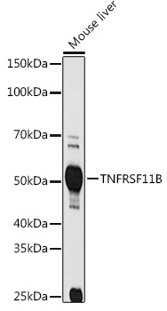 TNFRSF11B Antibody