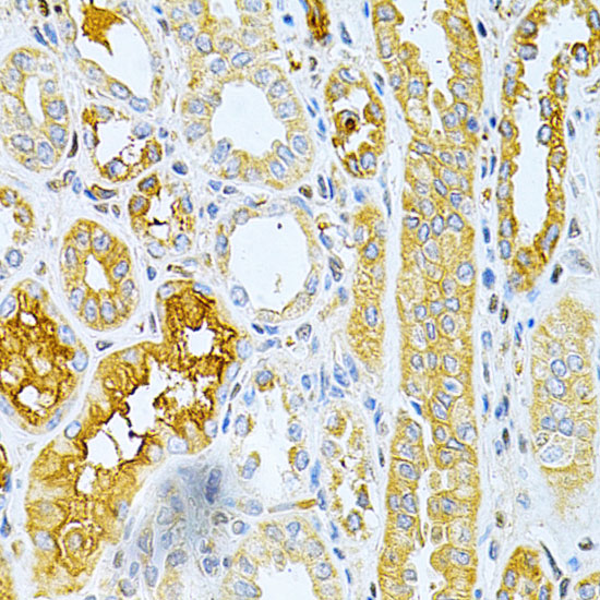 TNFRSF11B Antibody