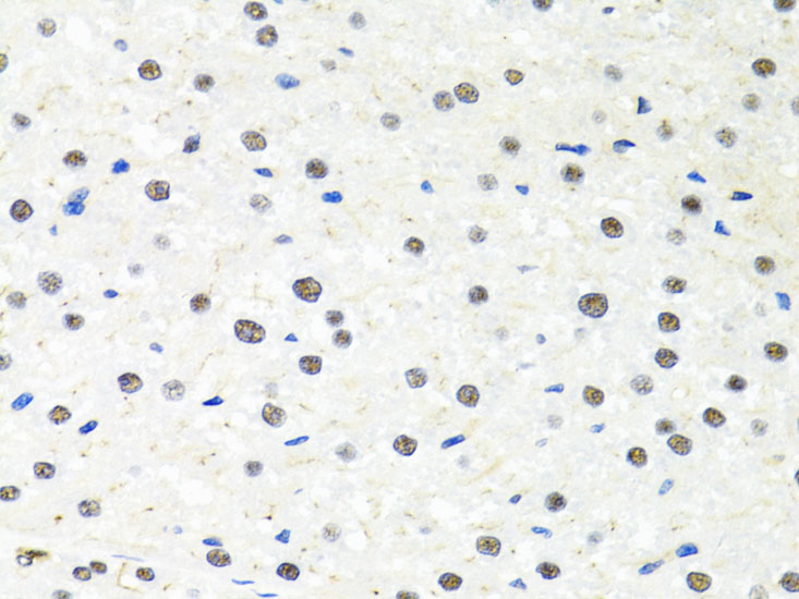 PPP4C Antibody