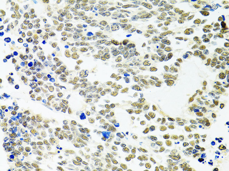 PPP4C Antibody