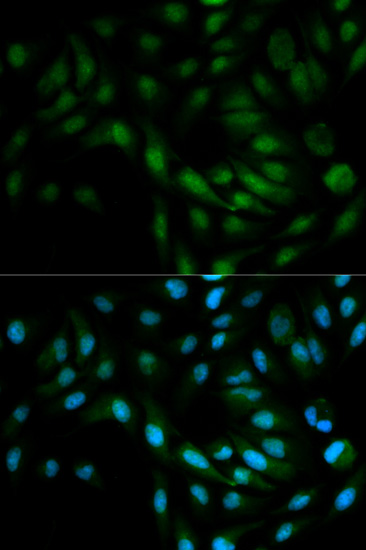 MAPK7 Antibody