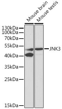 MAPK10 Antibody