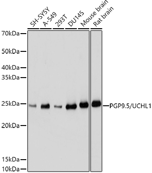 UCHL1 Antibody