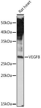 VEGFB Antibody