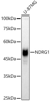 NDRG1 Antibody