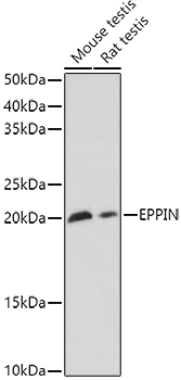 SPINLW1 Antibody