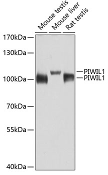 MIWI Antibody