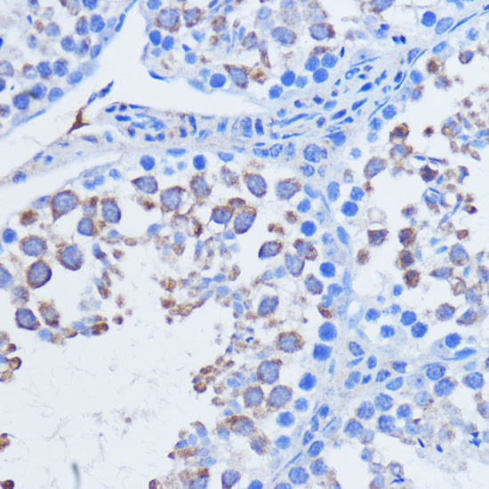 MIWI Antibody