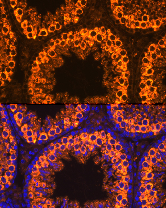 MIWI Antibody