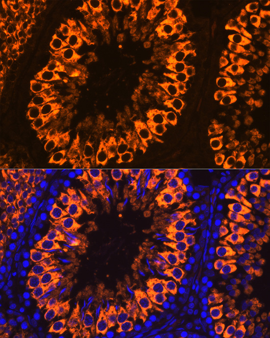 MIWI Antibody