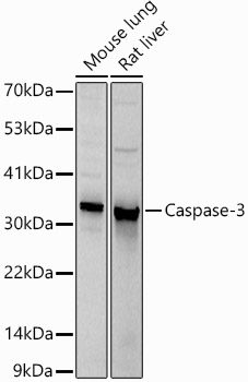 CASP3 Antibody