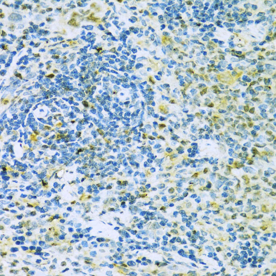 CASP3 Antibody