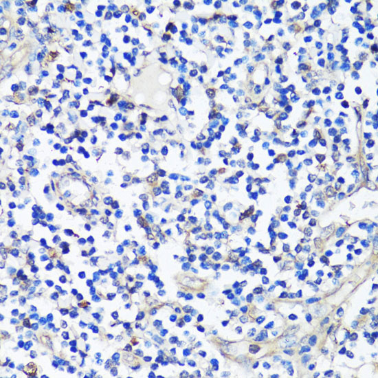 CASP3 Antibody