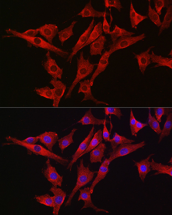 CASP3 Antibody