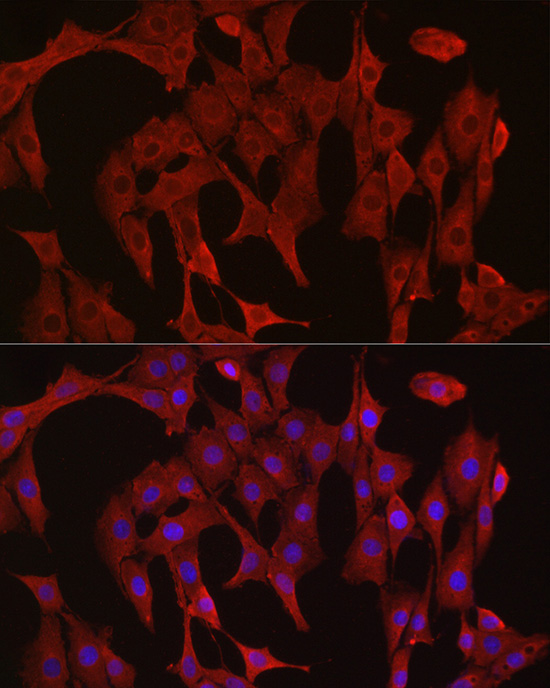 CASP3 Antibody