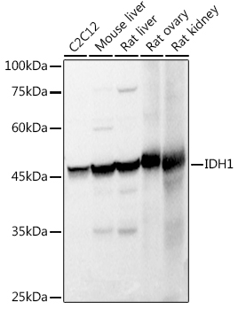 IDH1 Antibody