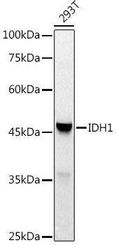 IDH1 Antibody