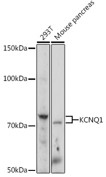 KCNQ1 Antibody