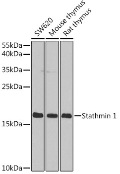 STMN1 Antibody