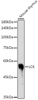 LCK Antibody