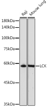 LCK Antibody