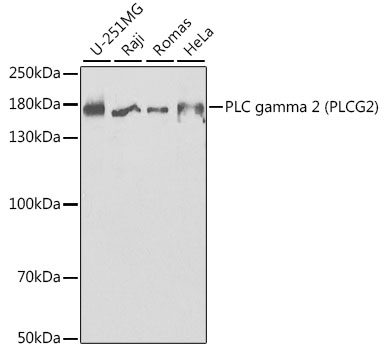 PLCG2 Antibody