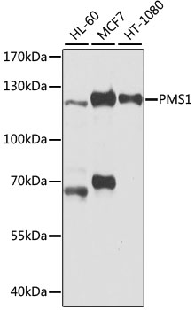 PMS1 Antibody