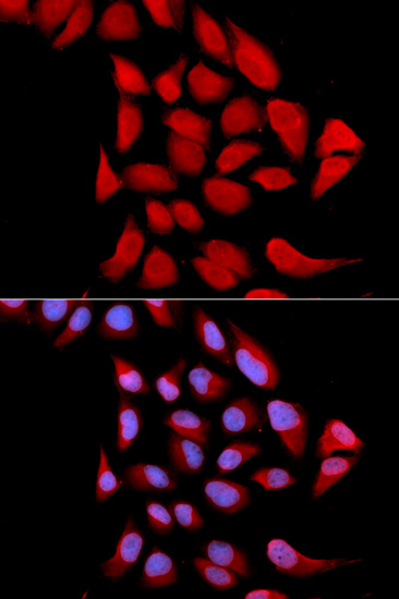 PSMA6 Antibody