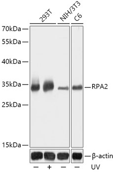 RPA2 Antibody