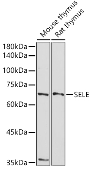 SELE Antibody